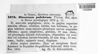 Dicoccum pulchrum image